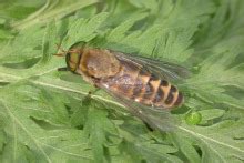 牛虻叮咬|牛虻(昆蟲綱動物):外形特徵,生活習性,人工繁殖,種虻來。